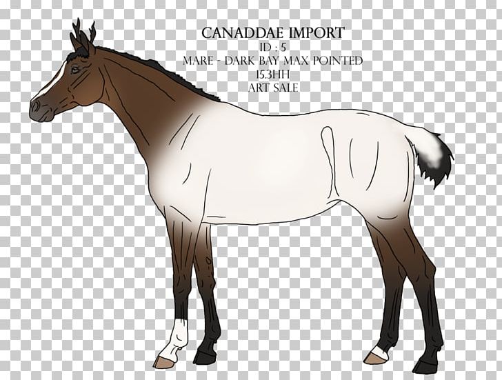 Foal Bridle Stallion Mane Pony PNG, Clipart, Bridle, Colt, English Riding, Equestrian, Foal Free PNG Download