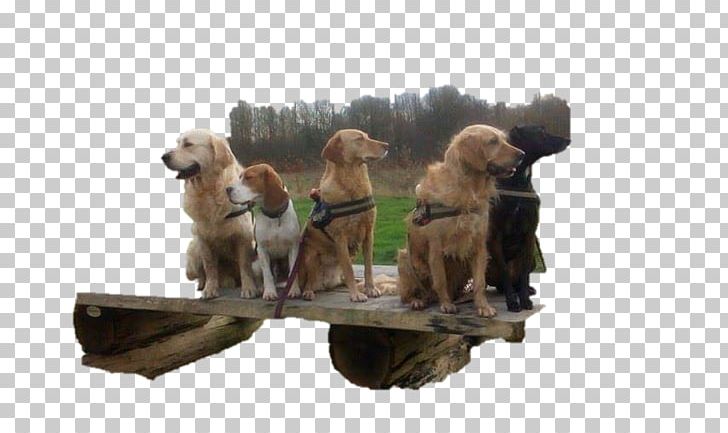 Golden Retriever Puppy Dog Breed Sporting Group PNG, Clipart, Animals, Breed, Carnivoran, Crossbreed, Dog Free PNG Download