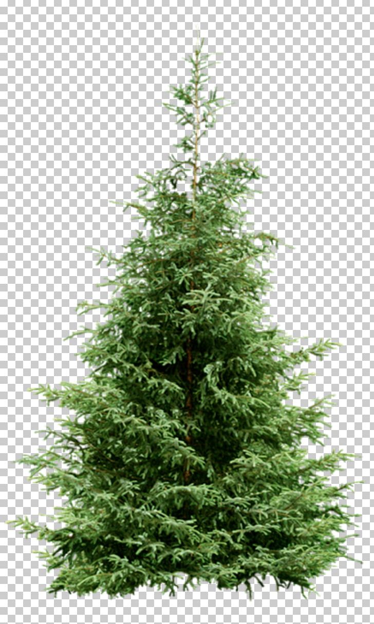 Nordmann Fir Spruce Christmas Tree Pine PNG, Clipart, Biome, Bucida Buceras, Cedar, Christmas Day, Christmas Decoration Free PNG Download