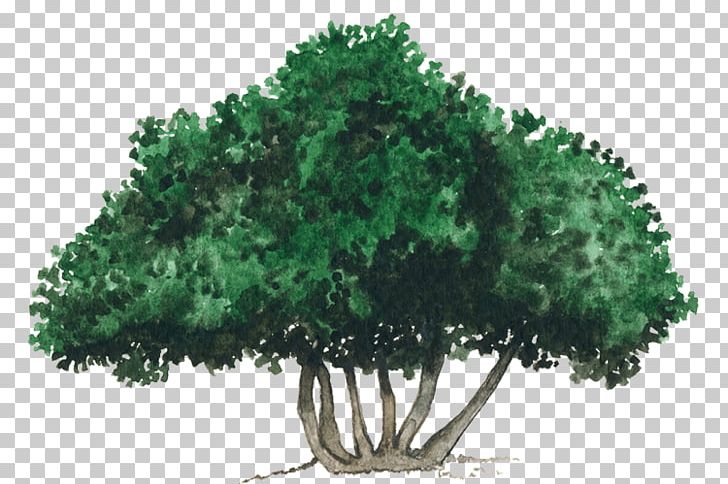 Tree Shrub Evergreen Vegetation Leaf PNG, Clipart, Evergreen, Grass, Houseplant, Leaf, Nature Free PNG Download