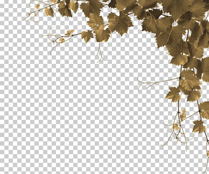 Common Grape Vine Stock Photography Desktop Grape Leaves PNG, Clipart, Branch, Common Grape Vine, Desktop Wallpaper, Devils Ivy, Flora Free PNG Download