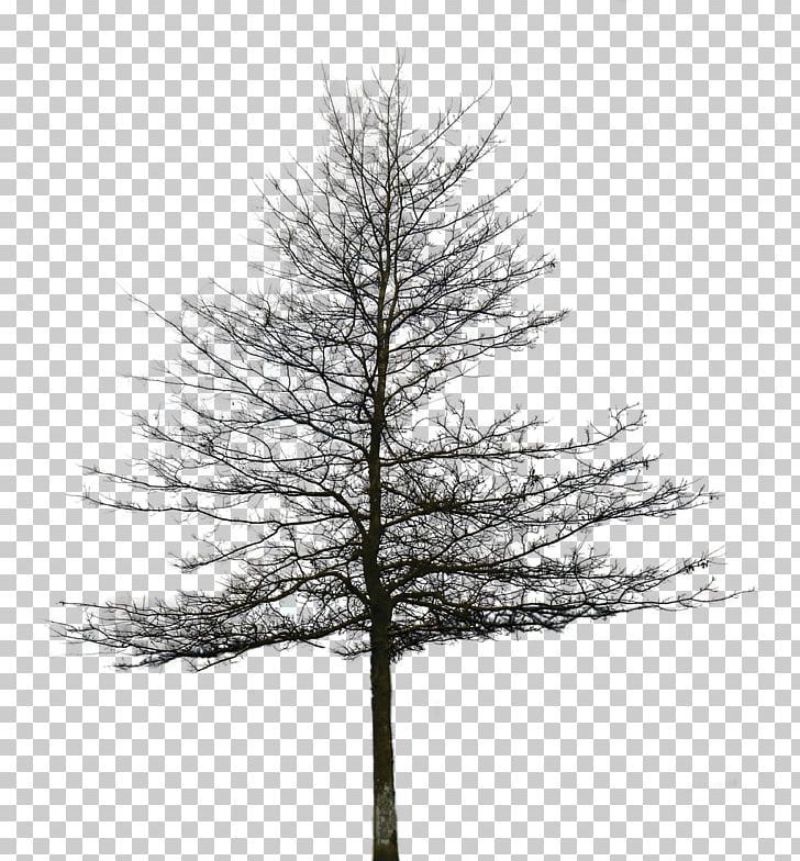 Spruce Fir Pine Portable Network Graphics Tree PNG, Clipart, Architectural Rendering, Black And White, Branch, Christmas Tree, Conifer Free PNG Download