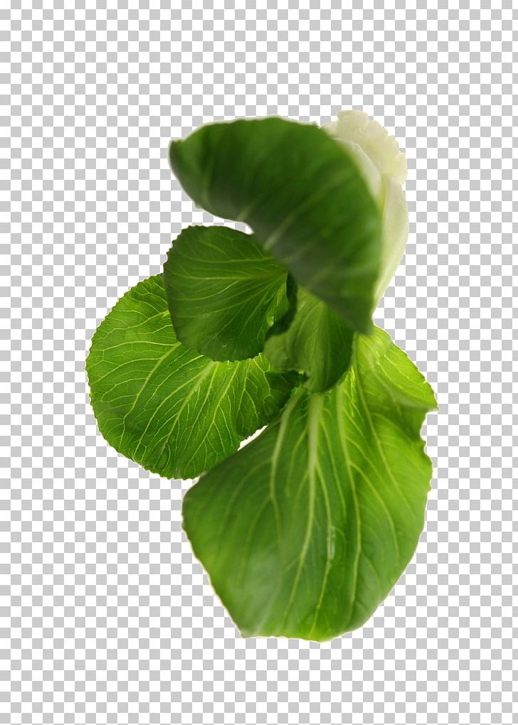 Bok Choy Leaf Vegetable PNG, Clipart, Cabbage, Cabbage Leaves, Cabbage Roses, Cartoon Cabbage, Chinese Cabbage Free PNG Download