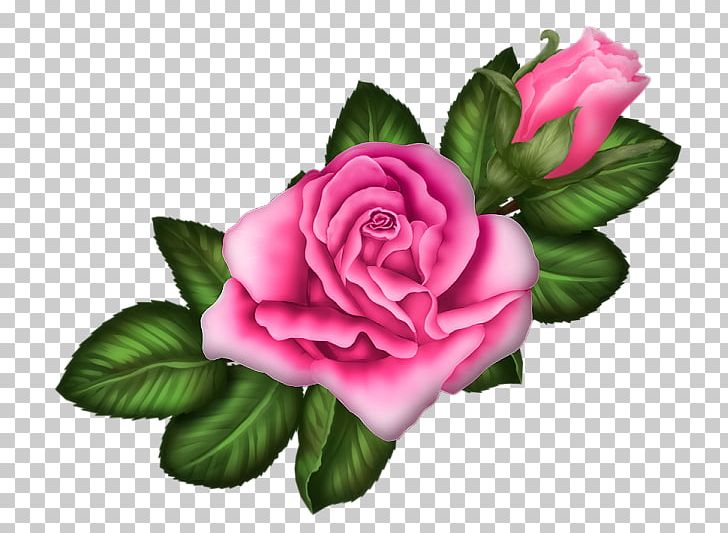 Garden Roses Centifolia Roses Rosa Chinensis Floribunda Pink PNG, Clipart, Chinese, Chinese Rose, Cut Flowers, Encapsulated Postscript, Floral Design Free PNG Download