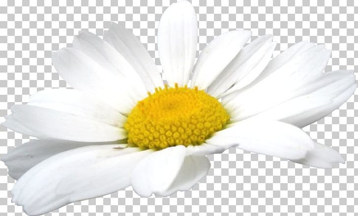 German Chamomile Oxeye Daisy PNG, Clipart, Art, Camomile, Cartoon, Chamaemelum Nobile, Chamomile Free PNG Download