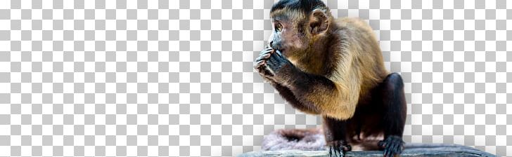 Shoe Homo Sapiens Fur PNG, Clipart, Footwear, Fur, Homo Sapiens, Human, Ring Tailed Lemur Free PNG Download