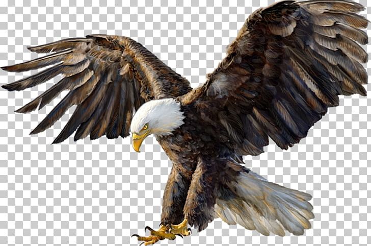 Bald Eagle Drawing White-tailed Eagle Golden Eagle PNG, Clipart, Accipitriformes, Animals, Bald Eagle, Beak, Bird Free PNG Download