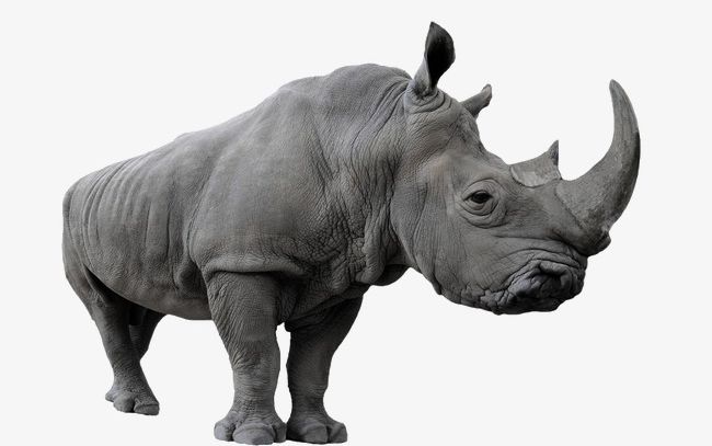 Huge Rhino PNG, Clipart, Animal, Animals, Biological, Huge Clipart, Huge Clipart Free PNG Download