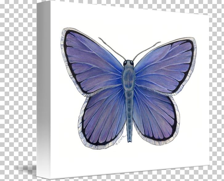 Nymphalidae Butterfly Purple PNG, Clipart, Brush Footed Butterfly, Butterfly, Glossy Butterflys, Insect, Insects Free PNG Download