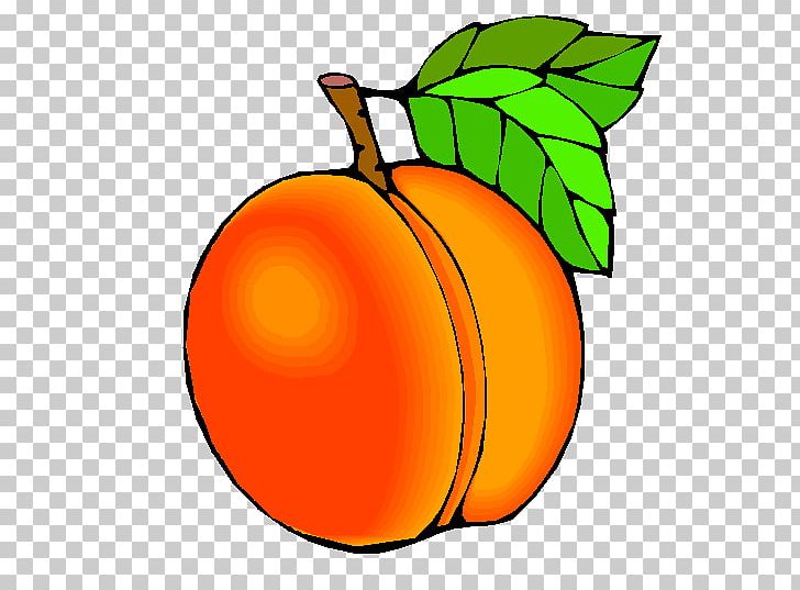 Peach PNG, Clipart, Apple, Apricot, Art, Artwork, Circle Free PNG Download