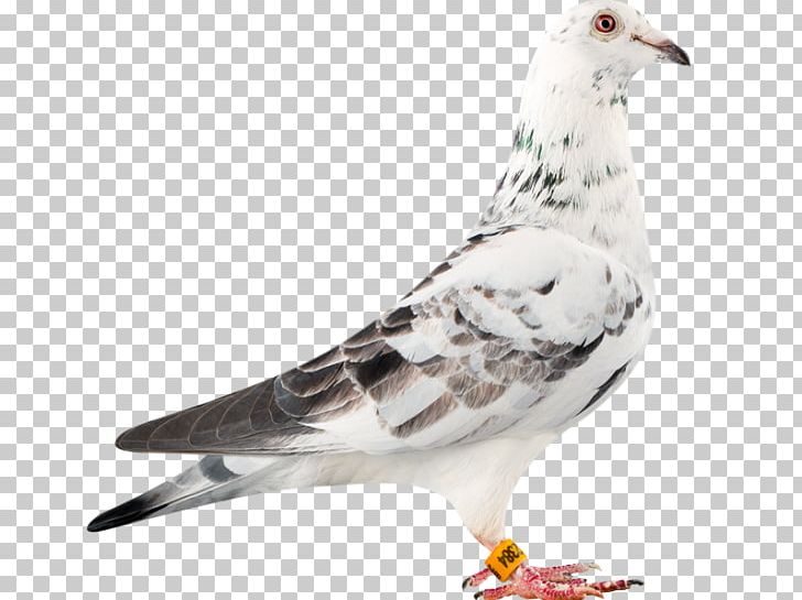 Racing Homer Columbidae Bird Loft Pigeon Racing PNG, Clipart, Animals, Beak, Bird, Breed, Breeder Free PNG Download