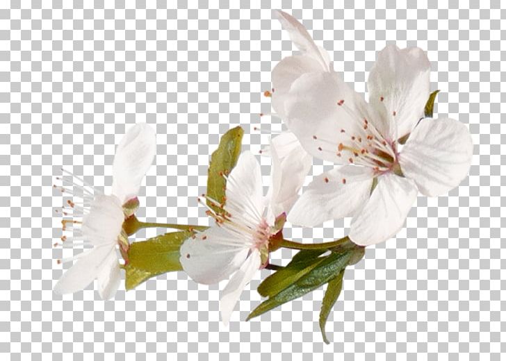 Blossom Fruit Tree PNG, Clipart, Alstroemeriaceae, Apple, Apples, Blossom, Branch Free PNG Download