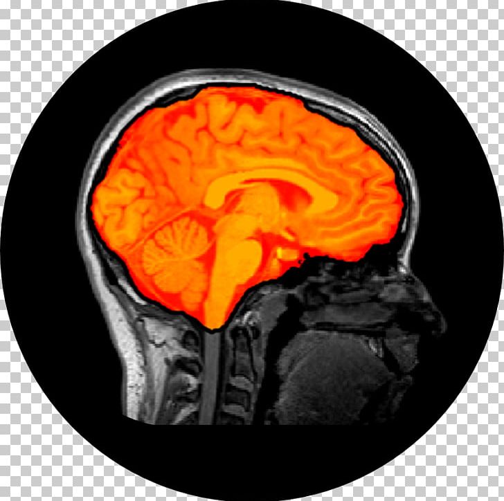 Brain Mapping Research Neuroscience Jupyter PNG, Clipart, Brain, Brain Mapping, Civilization Website, Fork, Github Free PNG Download
