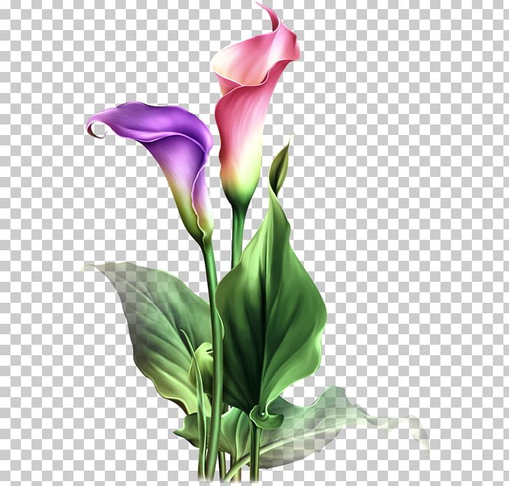 Flower Arum-lily Pin Watercolor Painting PNG, Clipart, Artificial Flower, Arum, Arumlily, Blume, Bud Free PNG Download