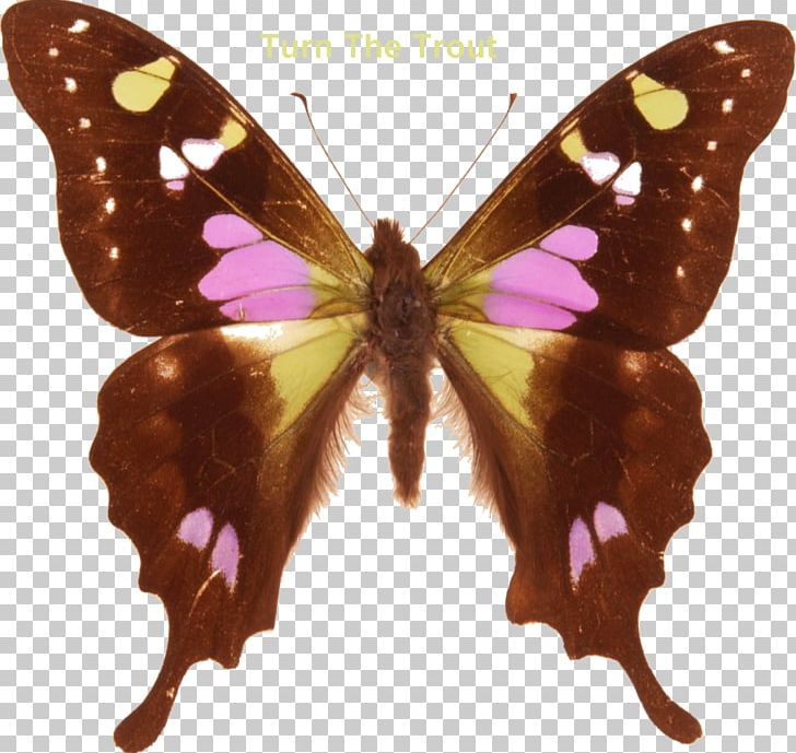 Swallowtail Butterfly Graphium Weiskei Graphium Kosii PNG, Clipart, Arthropod, Brush Footed Butterfly, Butterflies And Moths, Butterfly, Cymothoe Sangaris Free PNG Download
