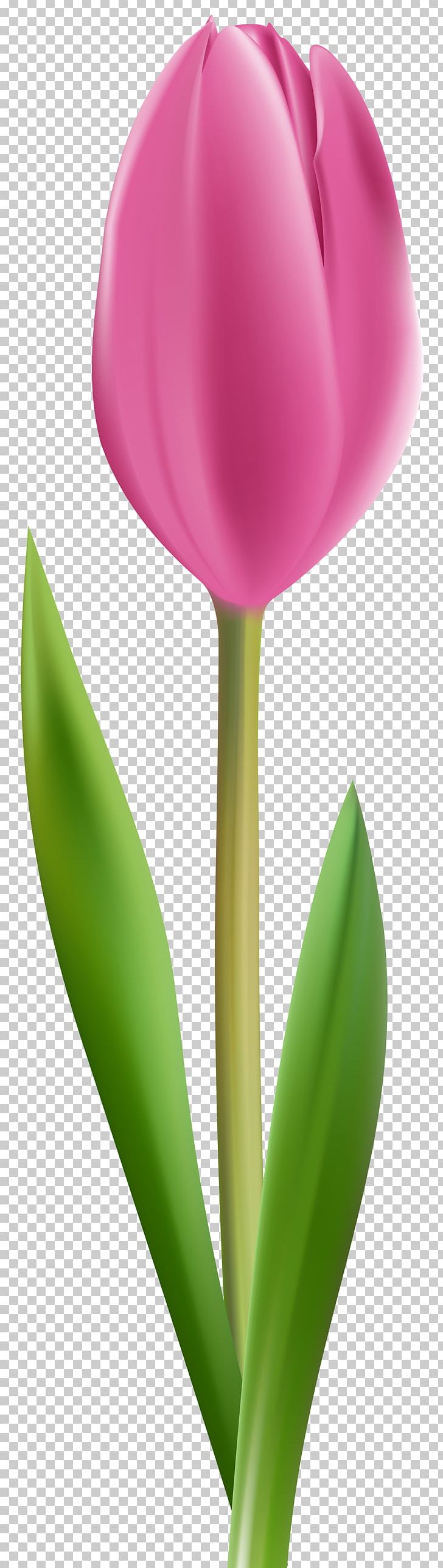Tulip Petal Plant Stem PNG, Clipart, Clip Art, Clipart, Closeup, Flower, Flowering Plant Free PNG Download