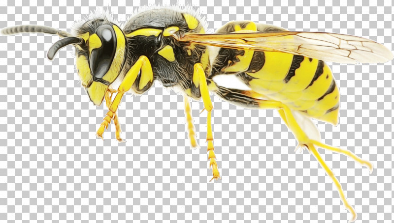 Honey Bee Wasp Mosquito Bees Ant PNG, Clipart, Ant, Bees, Enterprise, Fly, Honey Free PNG Download