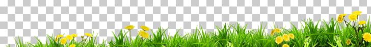 Meadow Lawn Energy Wheatgrass Sunlight PNG, Clipart, Artificial Grass, Cartoon Grass, Closeup, Commodity, Computer Free PNG Download