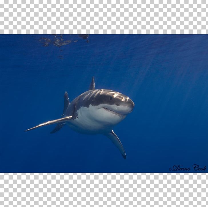 Great White Shark Requiem Shark Lamnidae Tiger Shark Chondrichthyes PNG, Clipart, Animal, Animals, Cam Newton, Carcharhiniformes, Cartilaginous Fish Free PNG Download