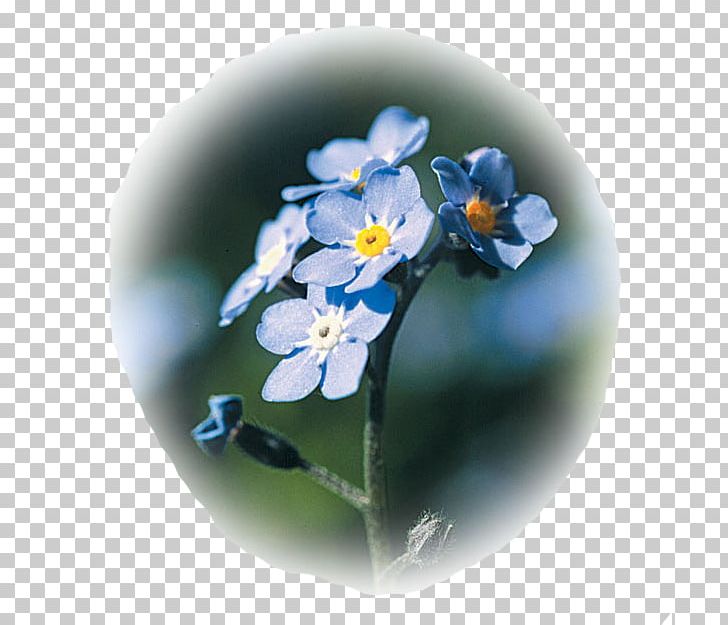 Myosotis Sylvatica Flower Cynoglossum Amabile Myosotis Laxa Seed PNG, Clipart, Blue, Borage Family, Cobalt Blue, Cynoglossum Amabile, Floribunda Free PNG Download