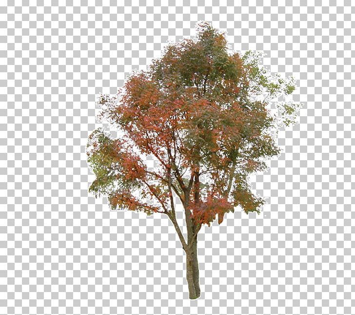 Tree Information PNG, Clipart, Archive File, Autumn, Autumn Tree, Background, Branch Free PNG Download