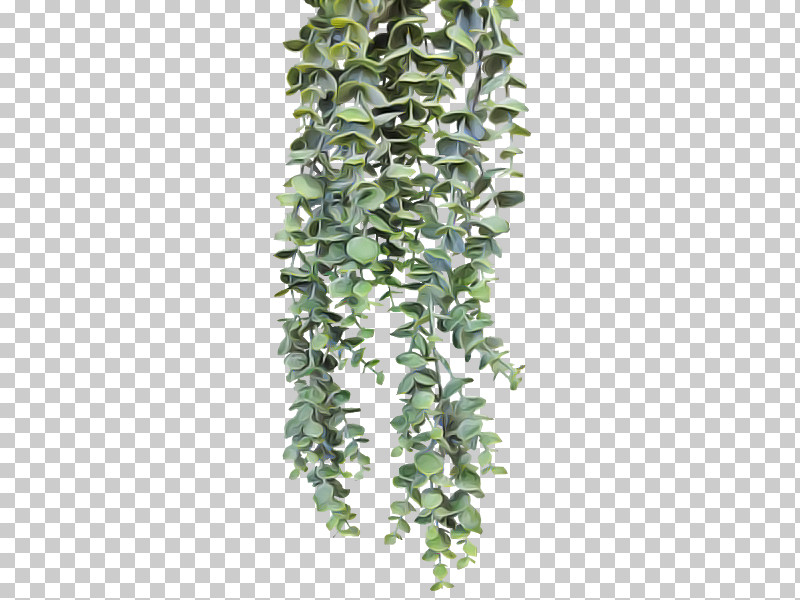 Ivy PNG, Clipart, Flower, Ivy, Ivy Family, Plant Free PNG Download
