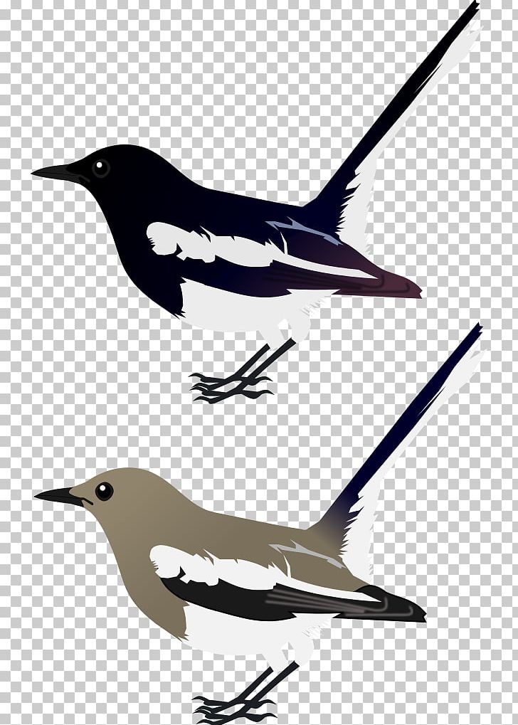 Bird European Robin Oriental Magpie-robin PNG, Clipart, Animal, Animals, Beak, Bird, Clip Art Free PNG Download