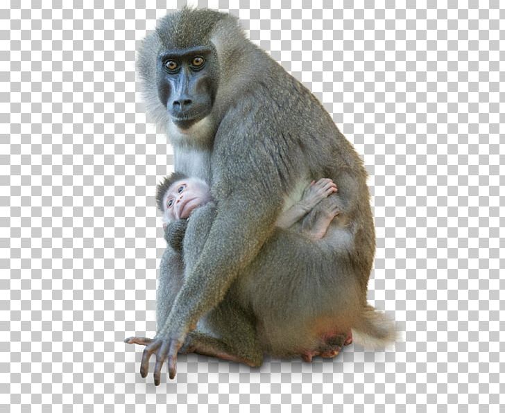 Macaque Drill Old World Monkeys Color Black PNG, Clipart, Black, Color, Drill, Fauna, Fur Free PNG Download