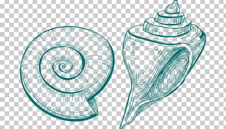 Seashell PNG, Clipart, Cartoon, Circle, Conch, Conchology, Download Free PNG Download