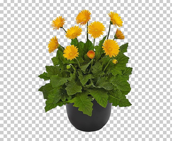 Transvaal Daisy Chrysanthemum Cut Flowers Plant PNG, Clipart, Annual Plant, Chrysanthemum, Chrysanths, Company, Cut Flowers Free PNG Download