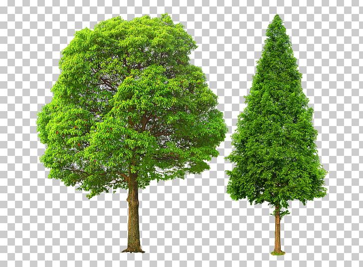 Tree PNG, Clipart, Biome, Conifer, Desktop Wallpaper, Download, Ecosystem Free PNG Download