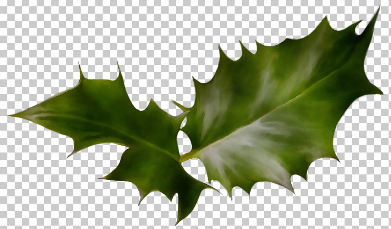 Holly PNG, Clipart, American Holly, Flower, Holly, Leaf, Paint Free PNG Download