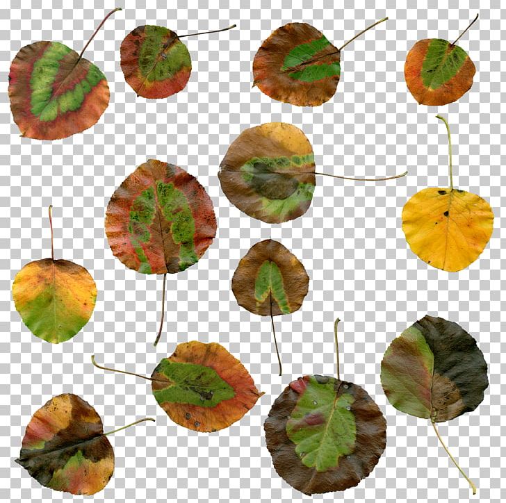 Autumn Leaf Color Plant PNG, Clipart, Autumn, Autumn Leaf Color, Autumn Leaves, Brown, Cloud Free PNG Download