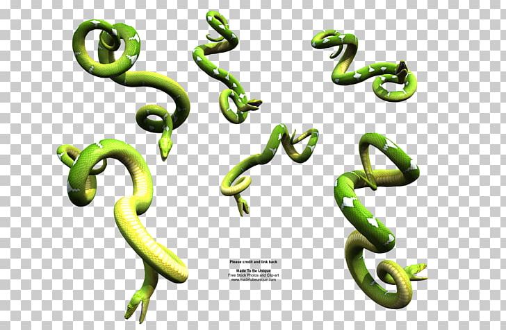 Corn Snake Reptile Dwarf Burmese Python Ball Python PNG, Clipart, Ball Python, Boa Constrictor, Boas, Body Jewelry, Burmese Python Free PNG Download