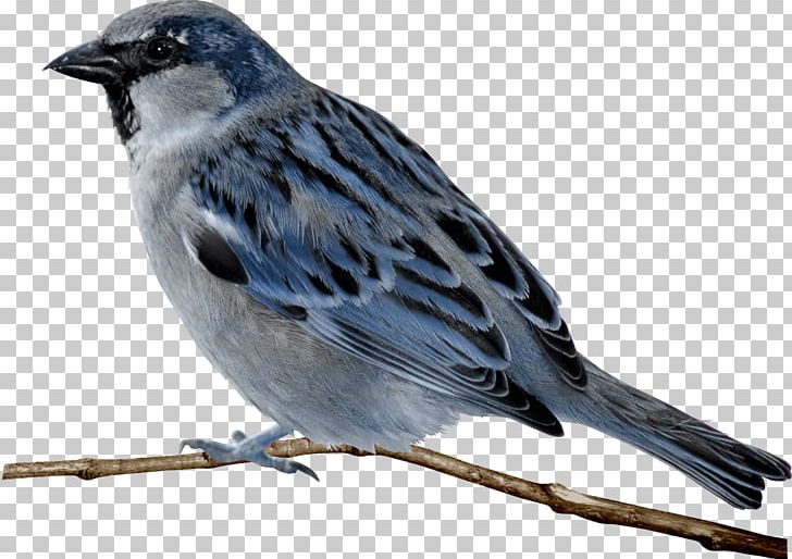 House Sparrow Bird PNG, Clipart, Animal, Animals, Beak, Bird, Bird Cage Free PNG Download