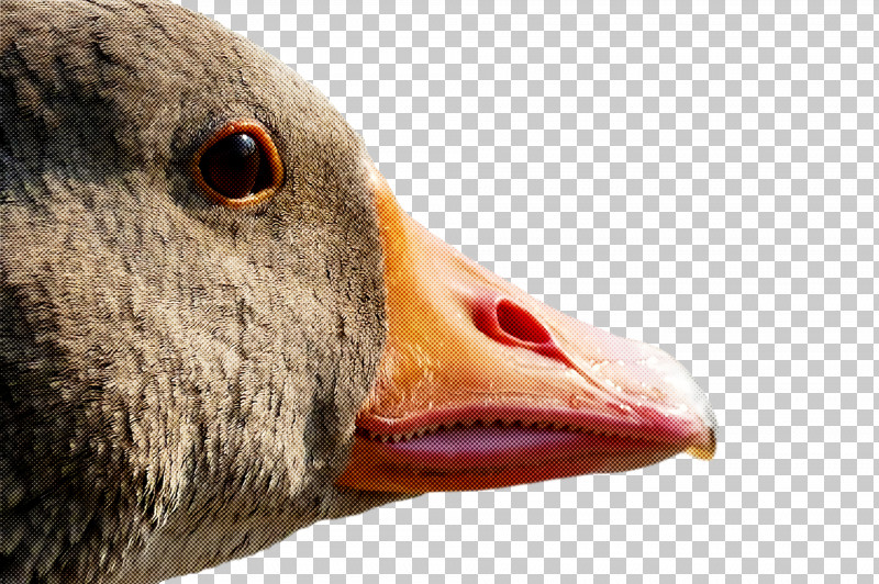Goose Wild Animal PNG, Clipart, Animal, Beak, Bird, Closeup, Duck Free PNG Download