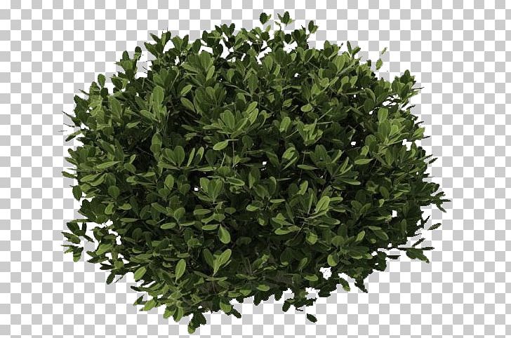 Shrub PNG, Clipart, Computer Icons, Desktop Wallpaper, Evergreen, Grass, Herb Free PNG Download