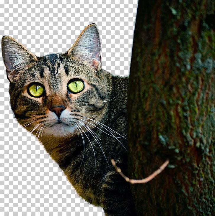 Siamese Cat Havana Brown Persian Cat Kitten Polydactyl Cat PNG, Clipart, 1080p, Aegean Cat, Animal, Animals, Carnivoran Free PNG Download