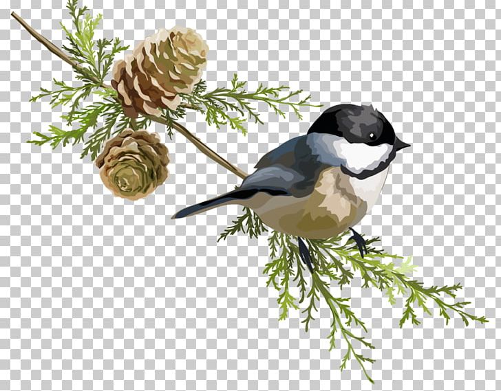 Bird PNG, Clipart, 3d Computer Graphics, Animals, Beak, Bird, Branch Free PNG Download