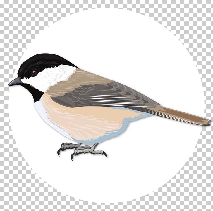 Finch Bird Black-capped Chickadee Common Starling Nuthatch PNG, Clipart, American Goldfinch, American Sparrows, Animals, Beak, Bird Free PNG Download