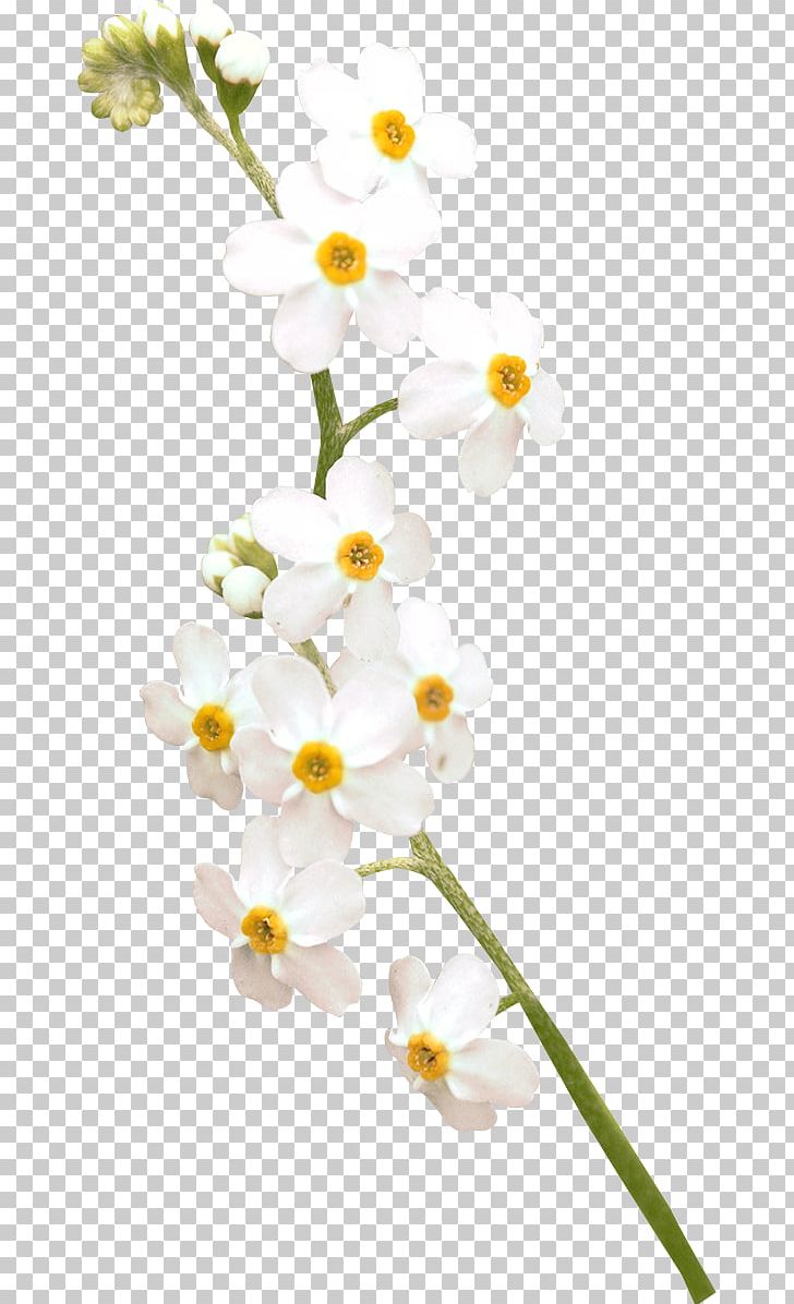Flower Moth Orchids White PNG, Clipart, Branch, Cut Flowers, Flora, Flower, Flowering Plant Free PNG Download