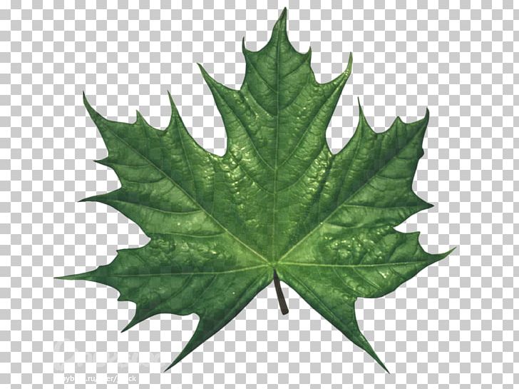 Maple Leaf PNG, Clipart, Computer Icons, Download, Drawing, Green, Leaf Free PNG Download