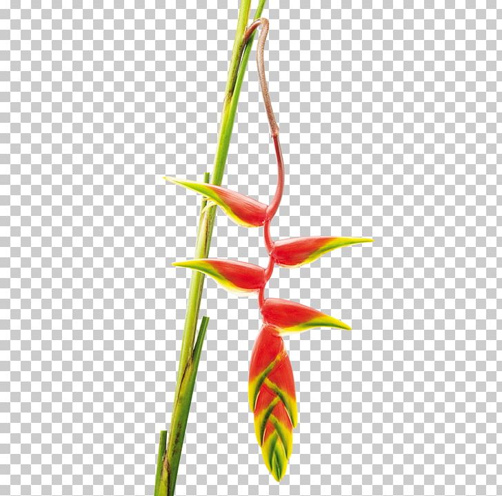 The Flower Expert Heliconia Rostrata Heliconia Wagneriana Plant Stem PNG, Clipart, Bird Of Paradise Flower, Bud, Colombia, Cut Flowers, Expert Free PNG Download