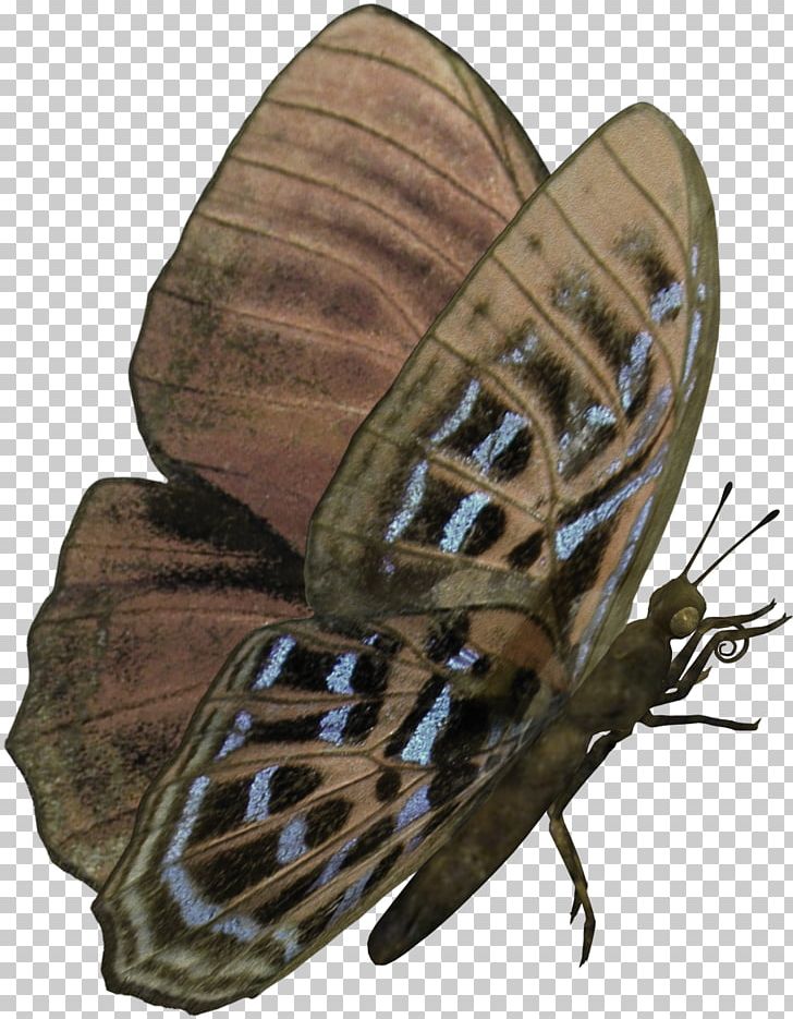 Butterfly Nymphalidae Moth PNG, Clipart, Arthropod, Blue Butterfly, Brush Footed Butterfly, Butterflies, Butterflies And Moths Free PNG Download