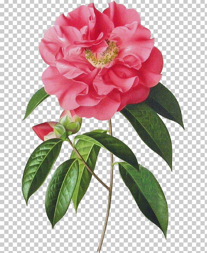Garden Roses Japanese Camellia Art Painting PNG, Clipart, Annual Plant, Art, Botany, China Rose, Cut Flowers Free PNG Download