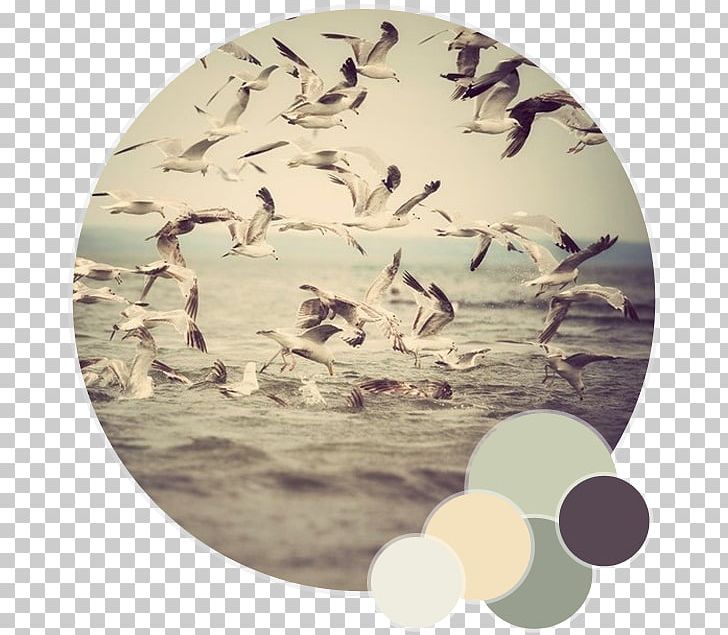 Gulls Bird Photography Photographer PNG, Clipart, Animals, Art, Bird, Drawing, Fauna Free PNG Download