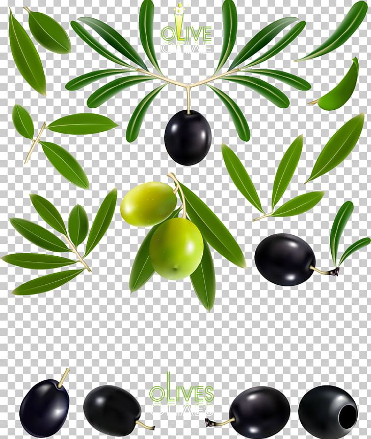 Olive Oil Olive Branch PNG, Clipart, Black And White, Branch, Design, Download, Drawing Free PNG Download
