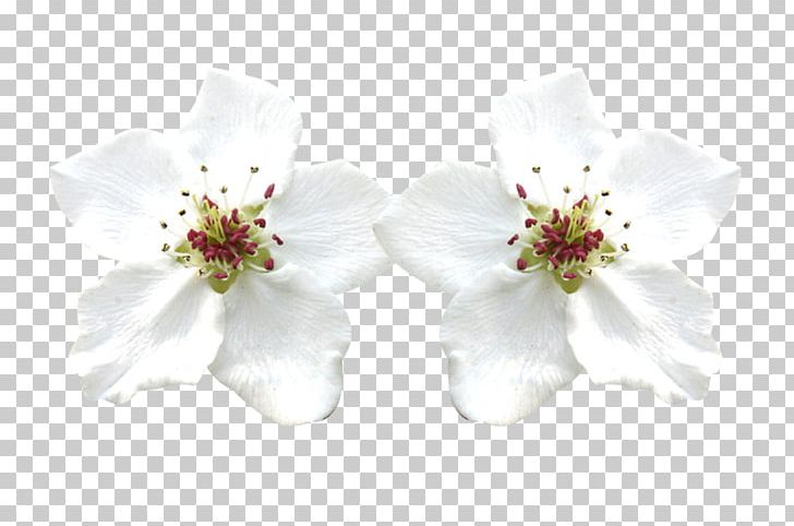Petal PNG, Clipart, Adobe Illustrator, Adobe Systems, Blossom, Button, Cher Free PNG Download