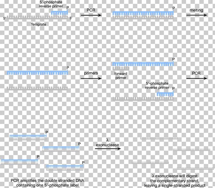 Polymerase Chain Reaction Aptamer DNA Polymerase Systematic Evolution Of Ligands By Exponential Enrichment PNG, Clipart, Amplifikacija, Angle, Aptamer, Area, Biology Free PNG Download