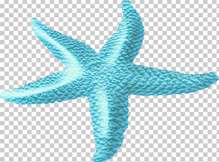 Starfish Sea PNG, Clipart, Animals, Aqua, Blue, Clip Art, Color Free PNG Download